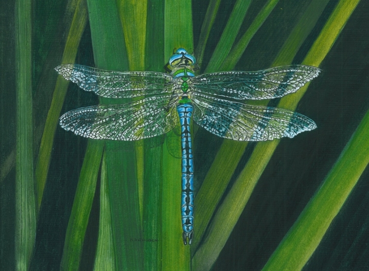 Dragon fly cropped jpeg.jpg